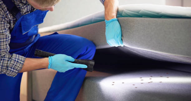 Best Local Pest Control Services  in Dandridge, TN
