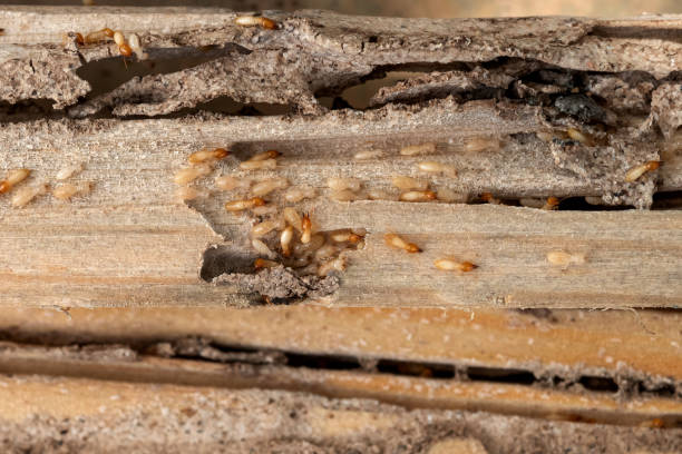 Best Wasp Removal Services  in Dandridge, TN