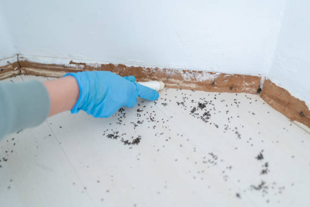 Best Best Pest Control Companies  in Dandridge, TN